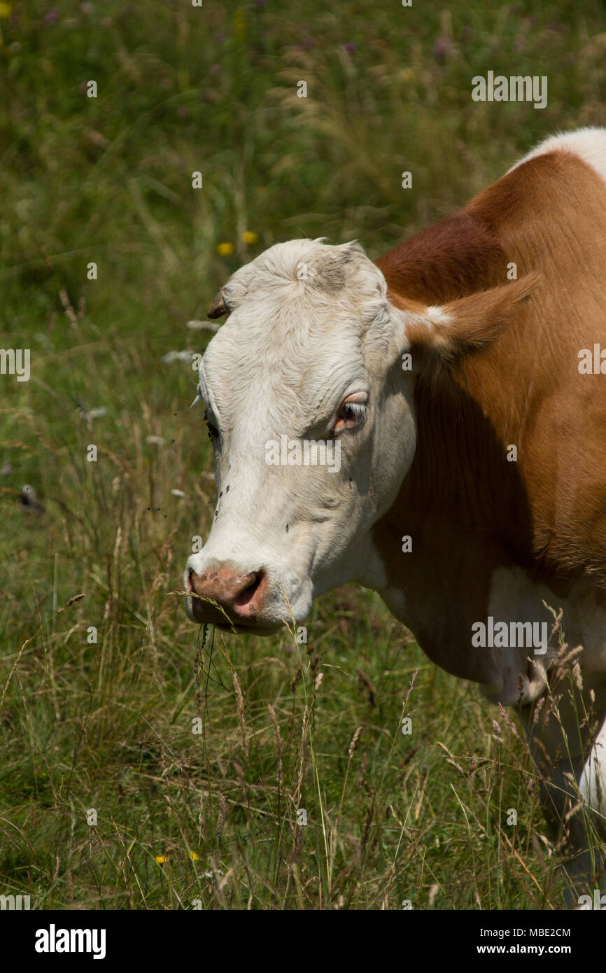 Eine braune Kuh (Bos taurus) Ernährung auf Gras auf den Hügeln in der Nähe von San Valentino, Trentino, Italien Stockfoto