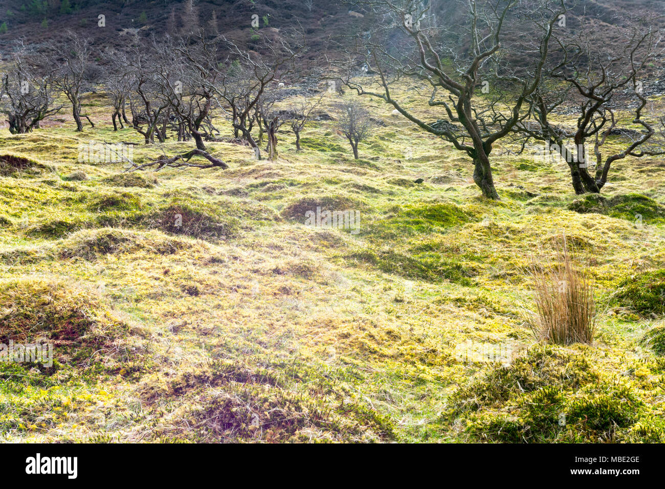 Wunderschöne smaragd-grünen Wiesen auf den Hügeln in der Nähe von Lake Vyrnwy, Powys, Wales, auf einer frühen Frühling, mit Bäumen, aber dennoch wizened Blätter sprießen Stockfoto