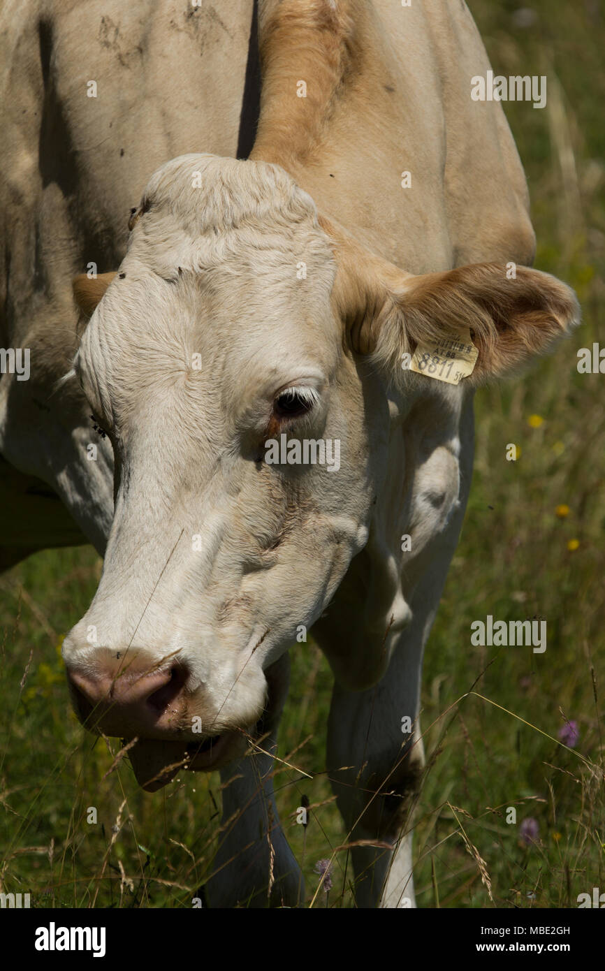 Eine weisse Kuh (Bos taurus) Ernährung auf Gras auf den Hügeln in der Nähe von San Valentino, Trentino, Italien Stockfoto