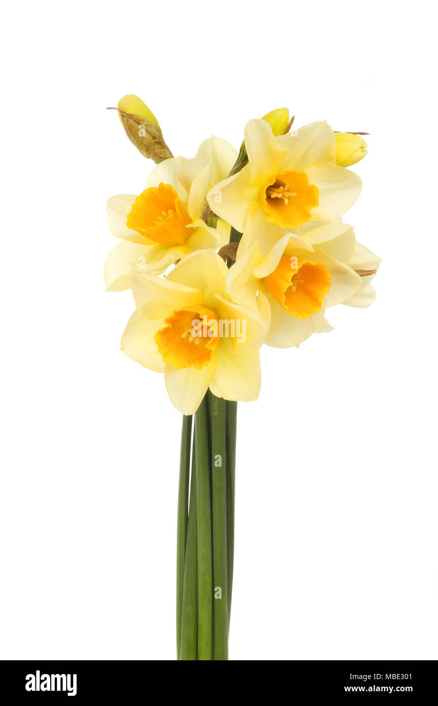 Bündel blass gelbe Narzisse Blüten mit hellen Orange Center gegen Weiße isoliert Stockfoto