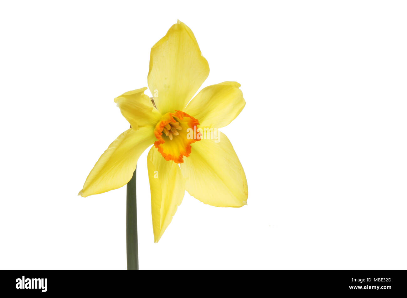 Narzisse mit fünf gelben Blütenblättern und einem hellen orange Canter gegen Weiße isoliert Stockfoto