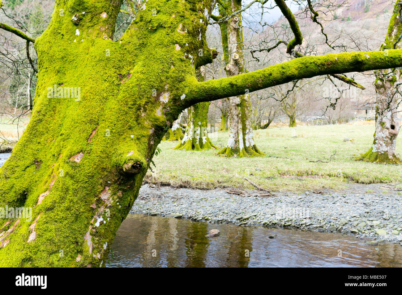 Moosige Bäume am Fluss Vyrnwy unter Rhiwargor fällt, Lake Vyrnwy, Powys, gedeihen in der feuchten Atmosphäre Stockfoto