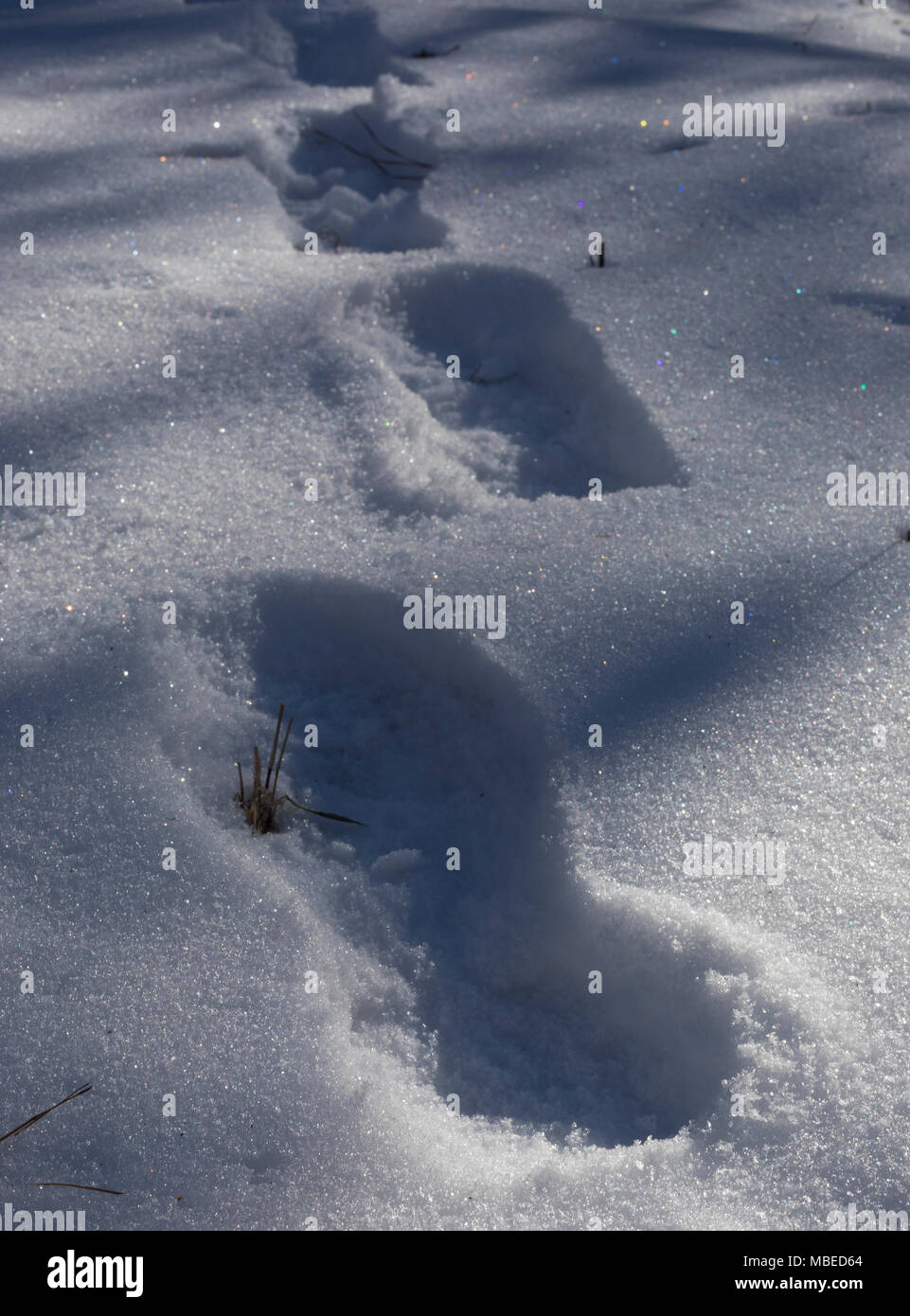 Boot druckt in der Dämmerung über einen frischen Schnee in North Carolina Stockfoto