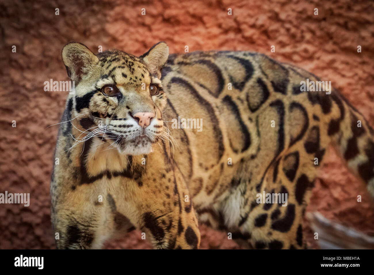 Nebelparder (Neofelis nebulosa Portrait. Stockfoto