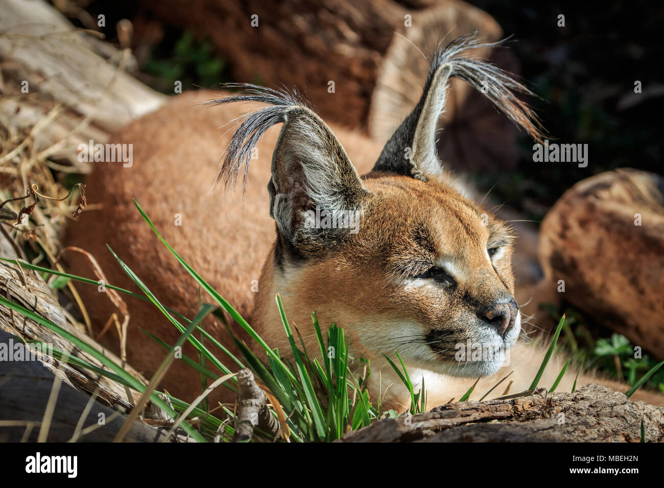 Ein Karakal (Caracal Caracal) die 'Dr. Seuss Cat' Stockfotografie Alamy