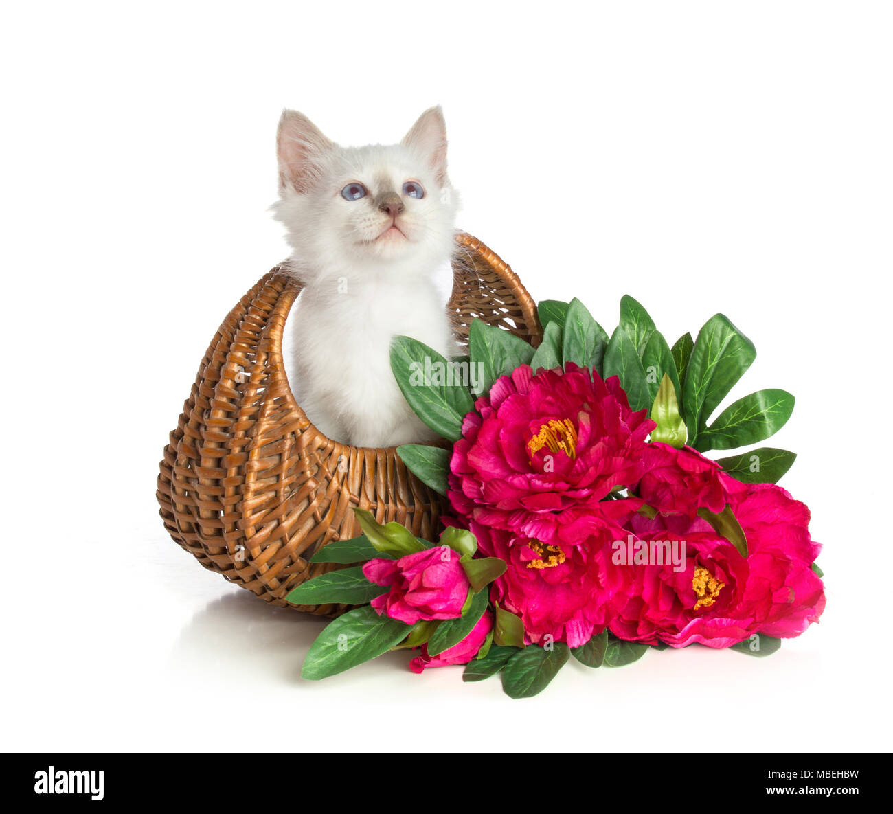 Schöne kitten, Heilige Birma Katze auf weißem Hintergrund Stockfoto