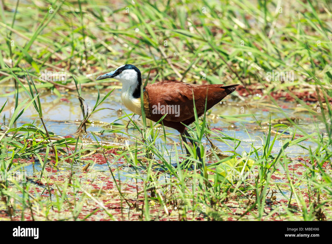 Die Afrikanischen jacana ist ein WADER in der Familie Jacanidae, identifizierbar durch langen Zehen und lange Krallen, die es Ihnen ermöglichen, auf schwimmenden Vegetation zu gehen. Stockfoto