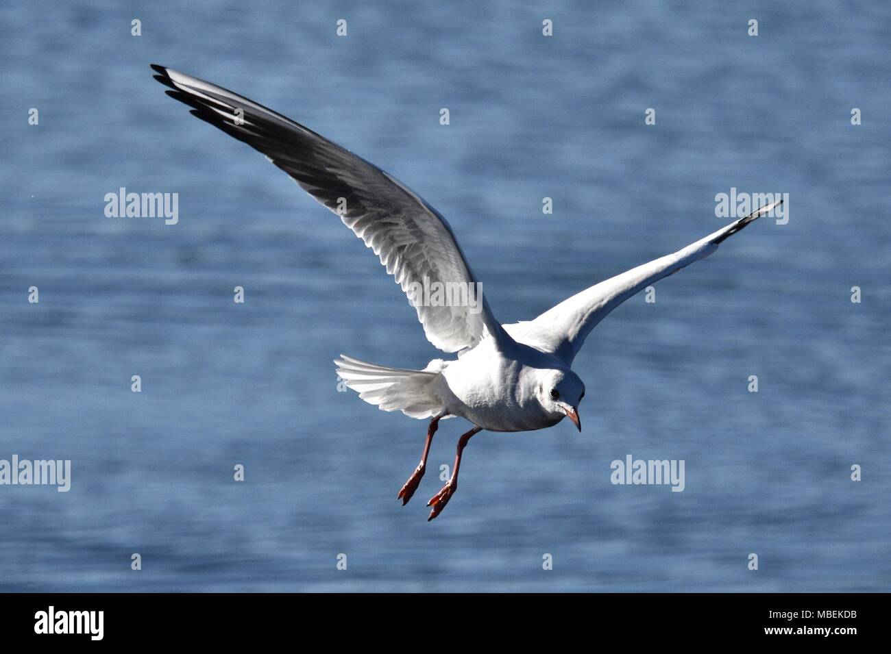 Lachmöwe im Flug, winter Gefieder. Stockfoto