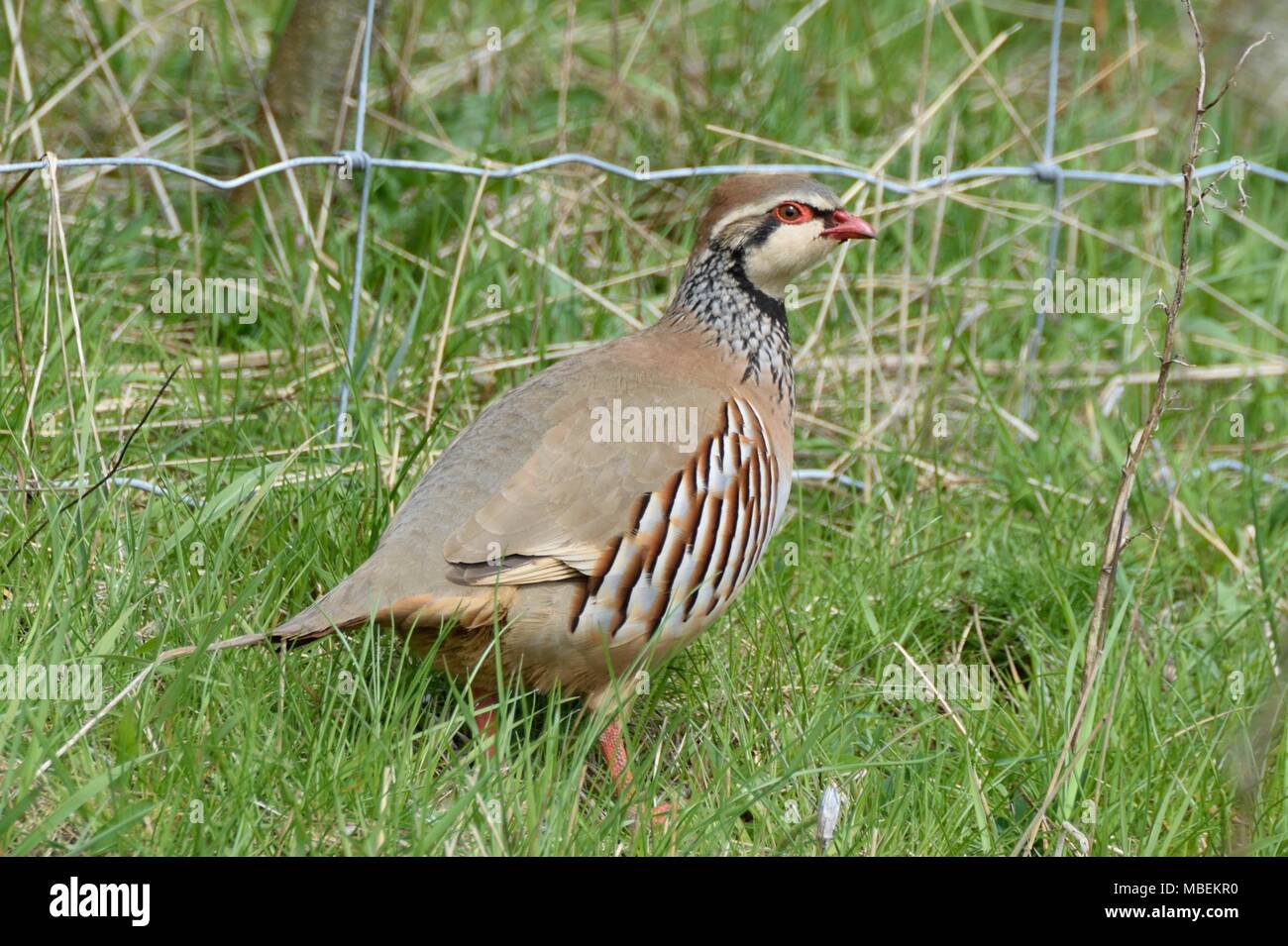 Red-Legged Rebhuhn. Stockfoto