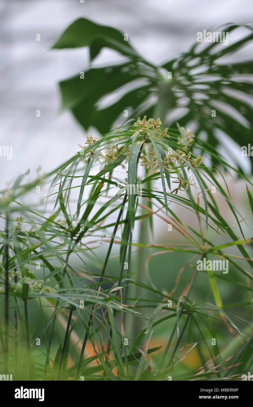 Nahaufnahme der Photographie der tsiperus Blüte im Gewächshaus. Stockfoto
