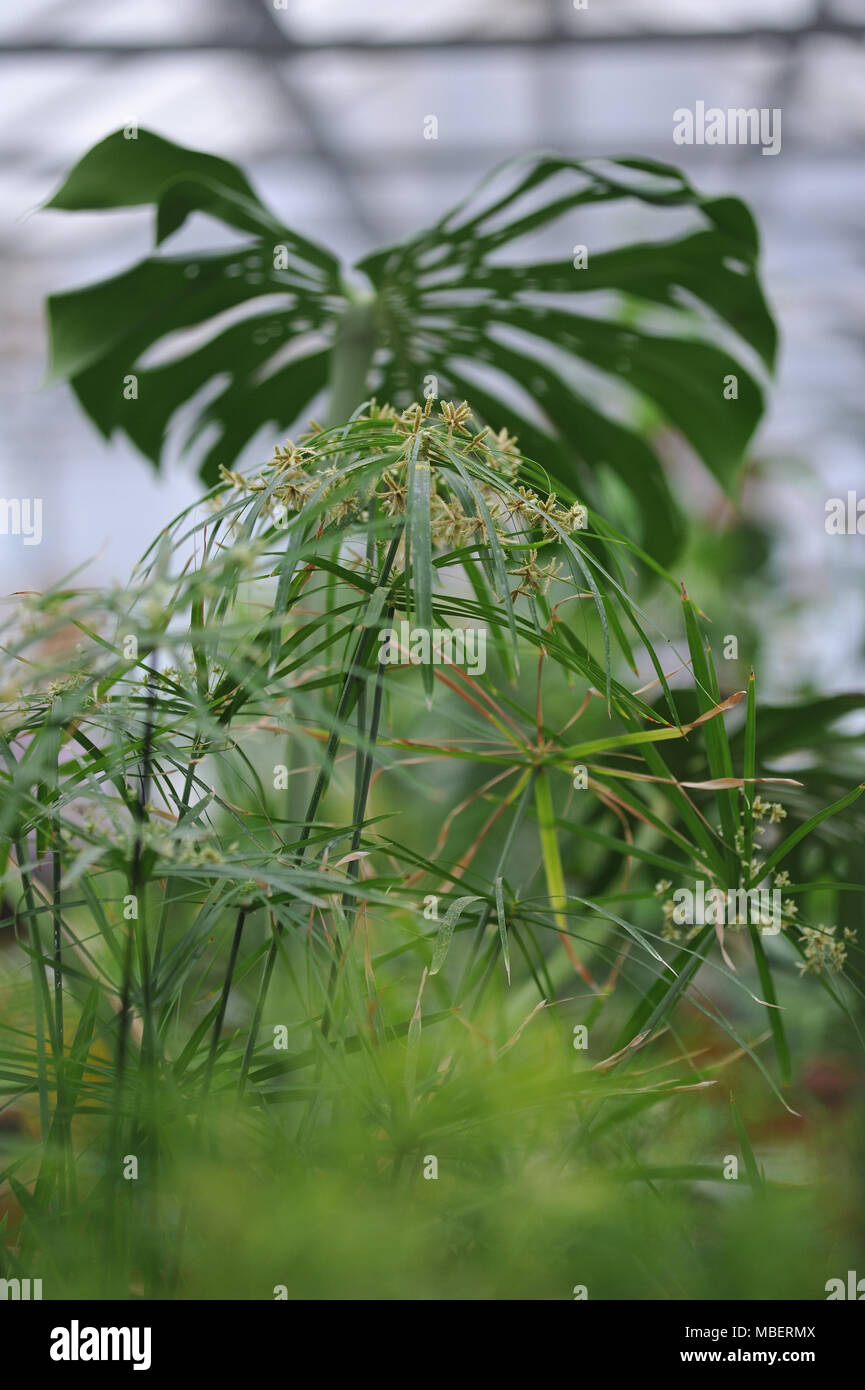 Nahaufnahme der Photographie der tsiperus Blüte im Gewächshaus. Stockfoto