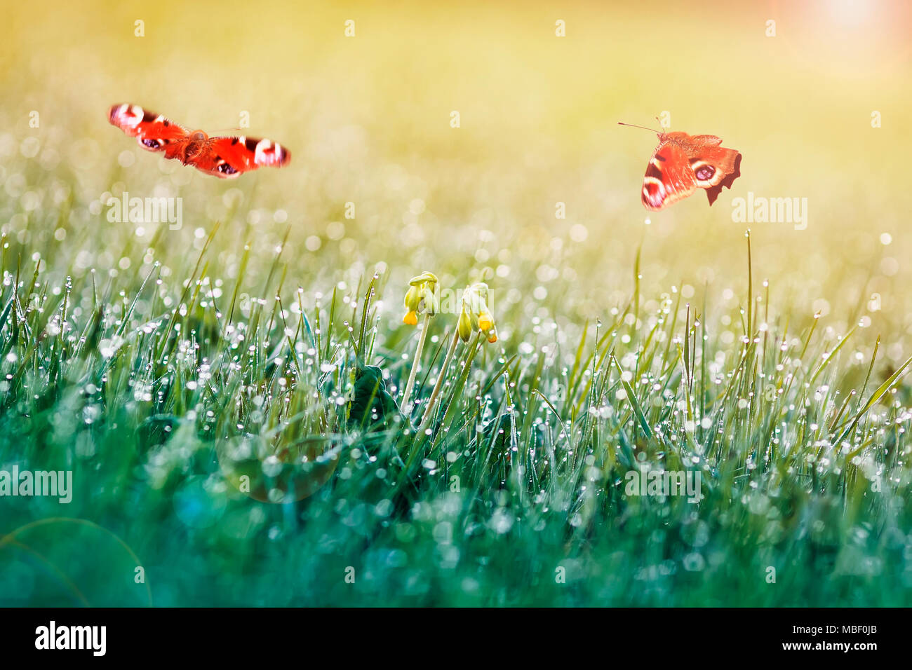 Zwei peacock Schmetterlinge über eine Frühlingswiese mit Gras und Blumen mit Tautropfen auf einem sonnigen Morgen bedeckt flatterte. Stockfoto