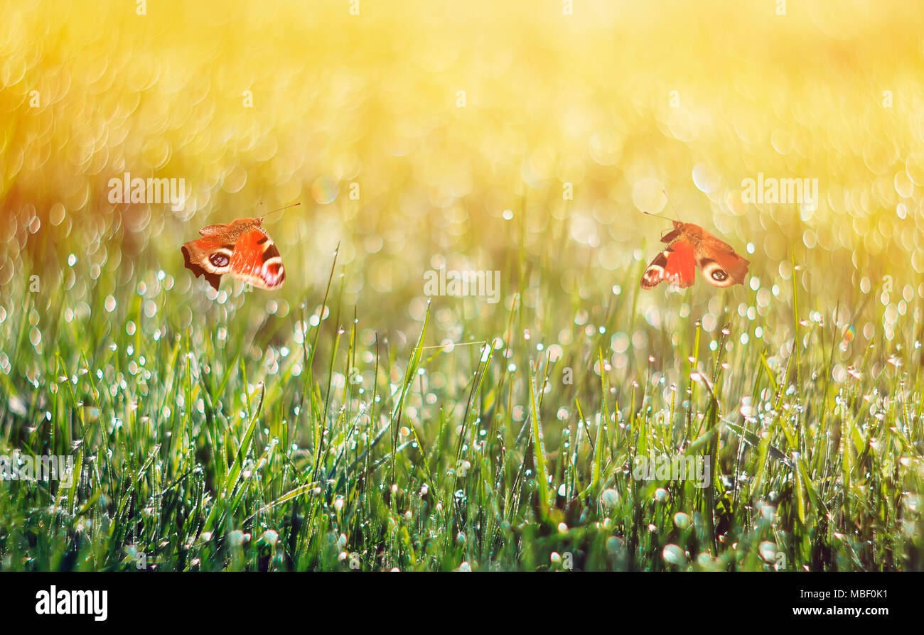 Zwei peacock Schmetterlinge über eine Frühlingswiese mit Gras und Blumen mit Tautropfen auf einem sonnigen Morgen bedeckt flatterte. Stockfoto