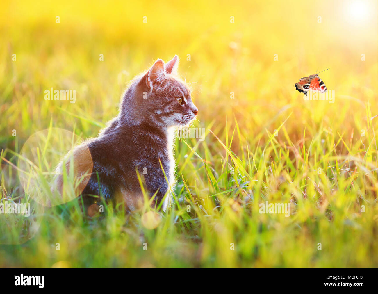 Schöne gestreifte Katze sitzt in das grüne Gras auf einer sonnigen Wiese im Sommer und Fliegen der Sonne der Schmetterling Stockfoto