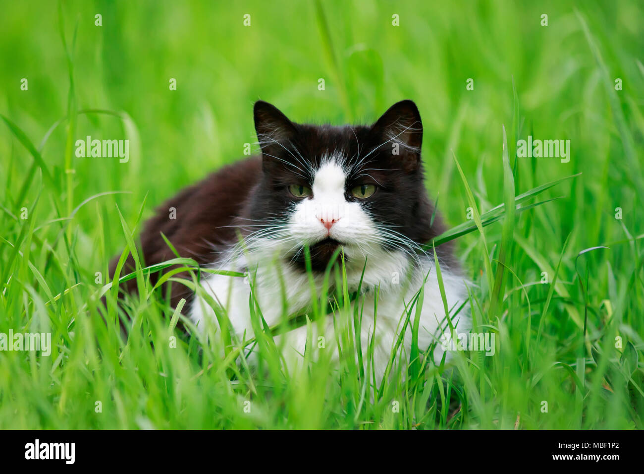 Junge schöne Katze im Gras liegend auf einer grünen Wiese an einem sonnigen Frühlingstag Stockfoto