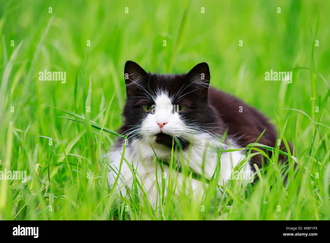 Nette junge schöne Katze im Gras liegend auf einer grünen Wiese an einem sonnigen Frühlingstag Stockfoto
