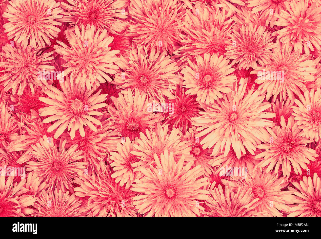 Zarte schöne natürliche Hintergrund viele flauschige red Daisy Flower Köpfe Stockfoto