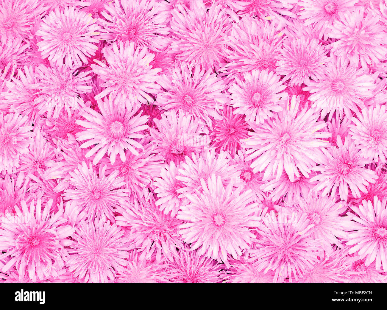 Zarte schöne natürliche Hintergrund einer Vielzahl von Flauschig Rosa Blüten Stockfoto