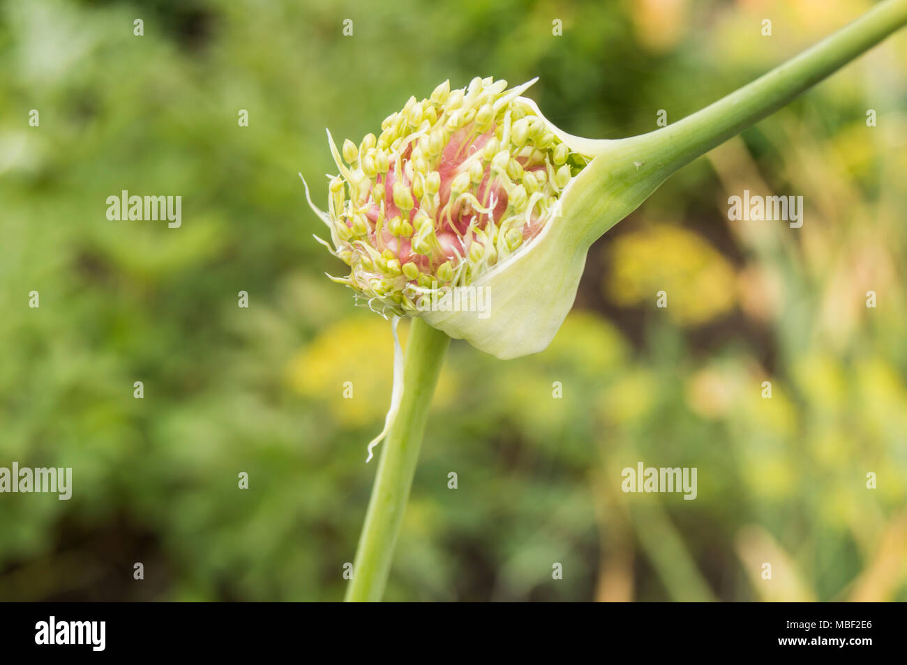 Samen von Knoblauch auf den Pfeil mit der Lampe, Anbau von Gemüse im Garten Stockfoto