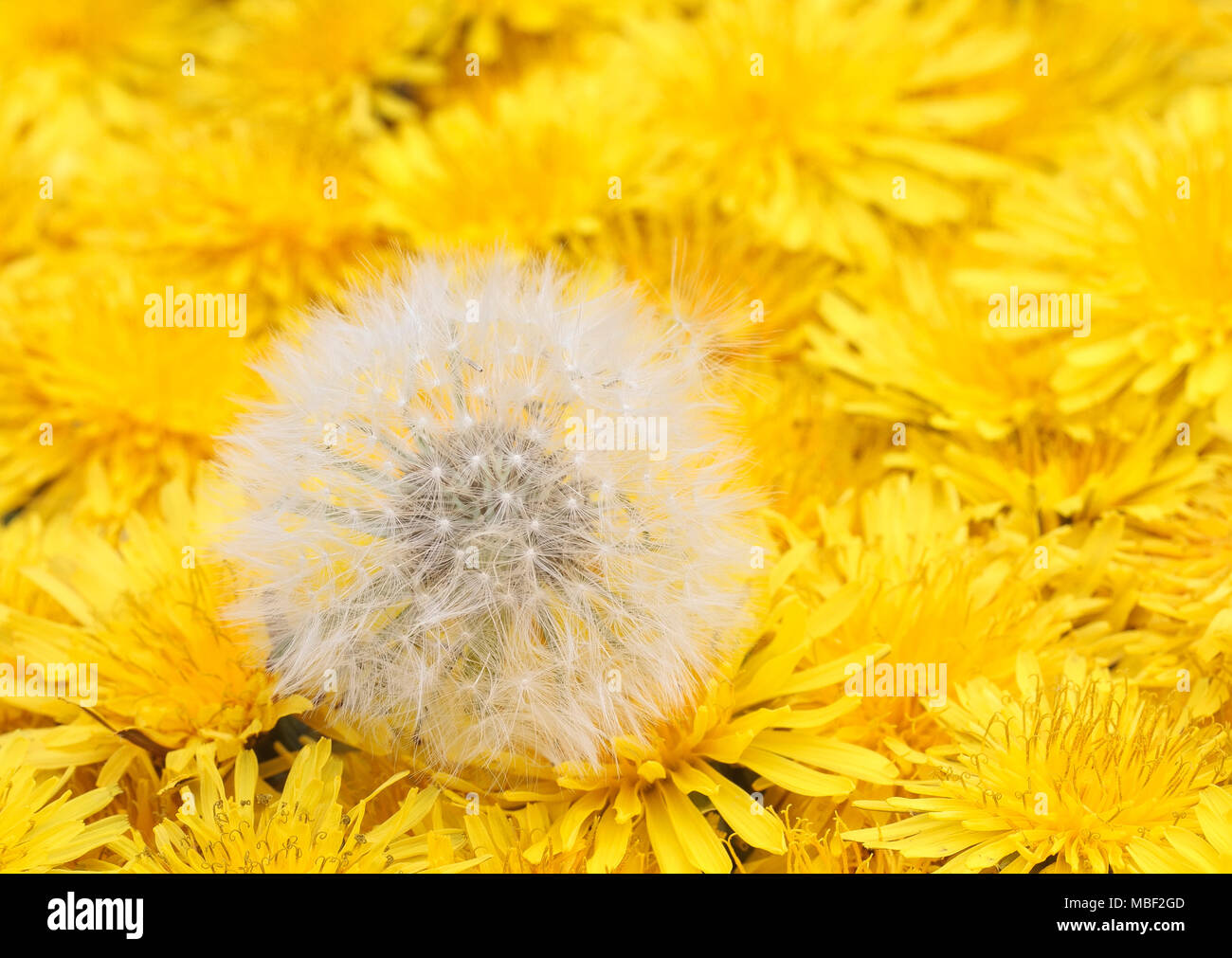 Flauschigen weißen Ball mit Samen liegt auf einer wunderschönen natürlichen Hintergrund einer Vielzahl von flauschig gelbe Löwenzahn Blume Köpfe Stockfoto