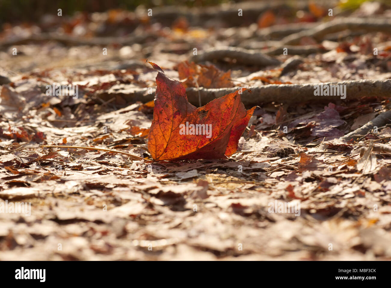 Gefallenen maple leaf in Hong Kong Country Park im Winter Stockfoto