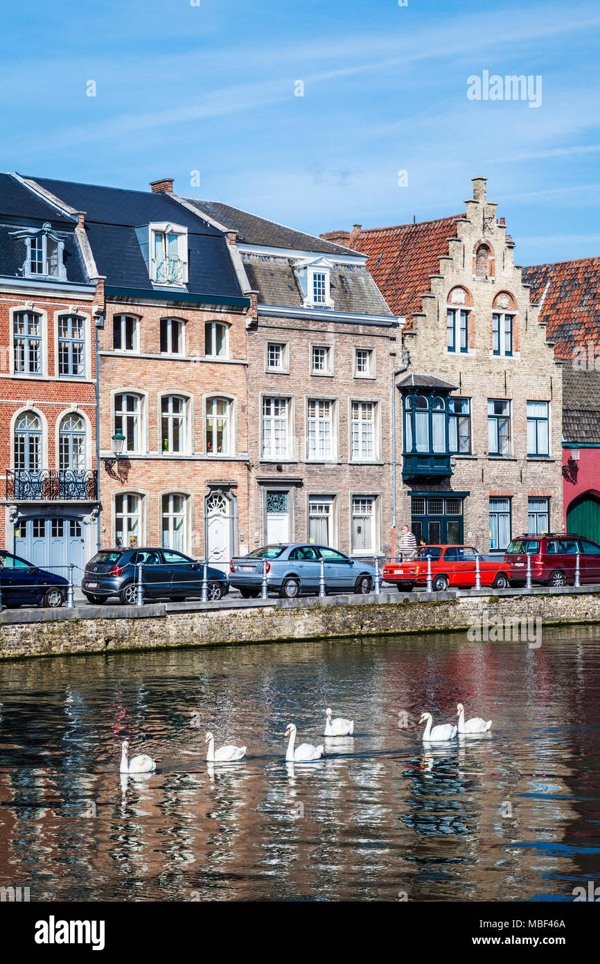 Eine Gruppe von Schwänen entlang der Langerei in Brügge (Brugge), Belgien gleiten. Stockfoto