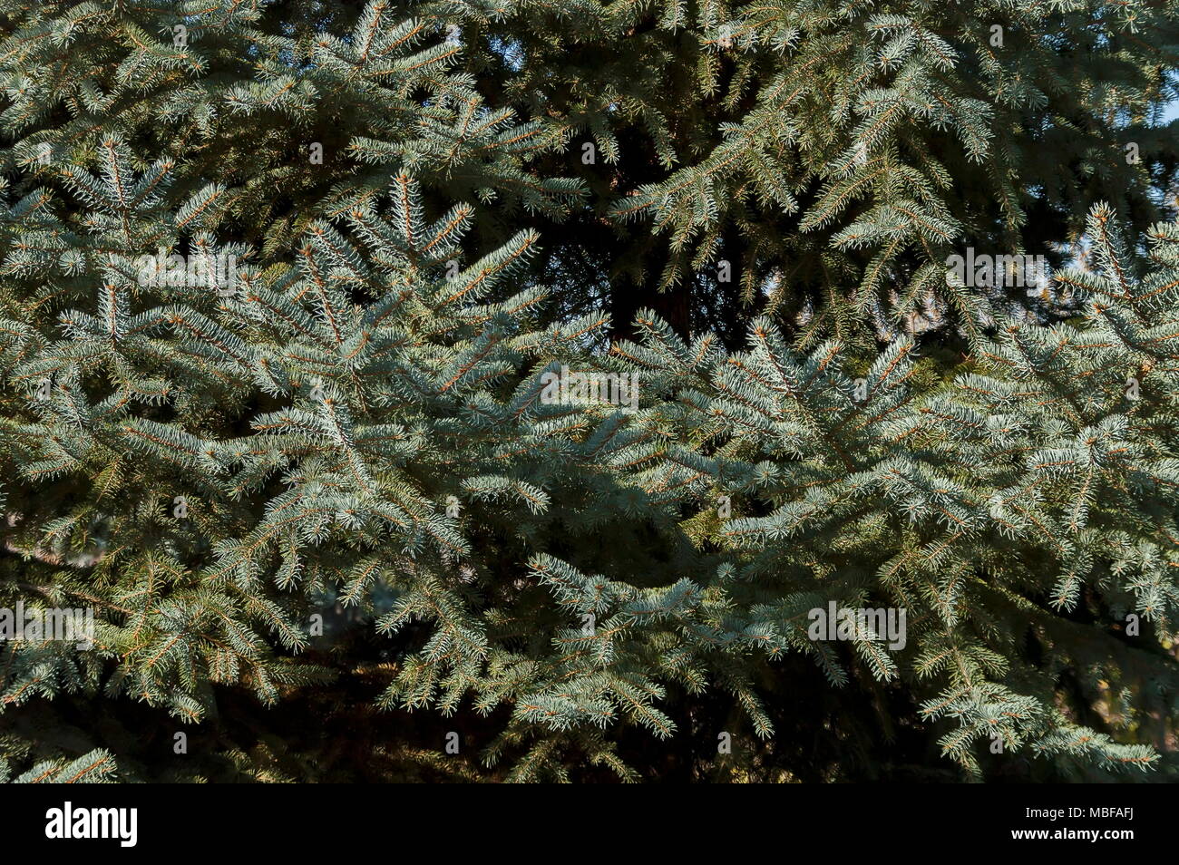 Laub von weißen Tanne oder Abies concolor in Balkan Mountain in der Nähe von Dorf Lokorsko, Sofia, Bulgarien Stockfoto