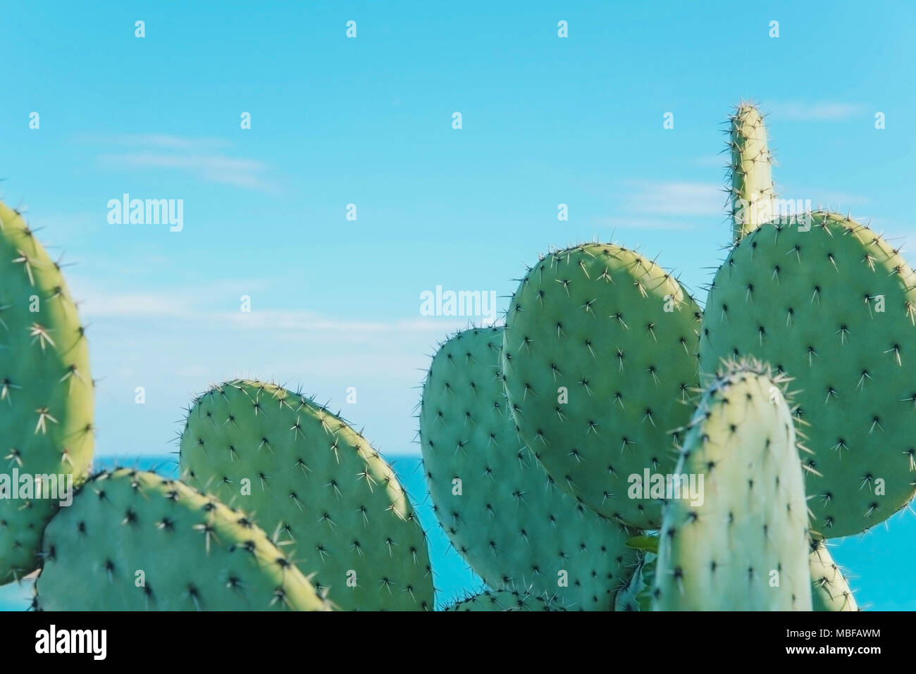 Große Kaktus gegen den blauen Himmel Hintergrund. Stockfoto