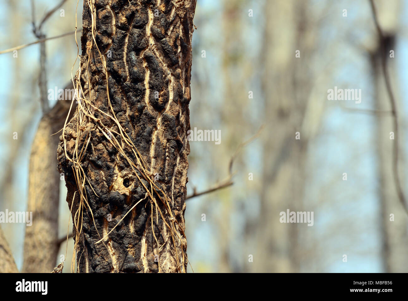 Interessante Textur auf einem Baumstamm, Nahaufnahme Stockfoto