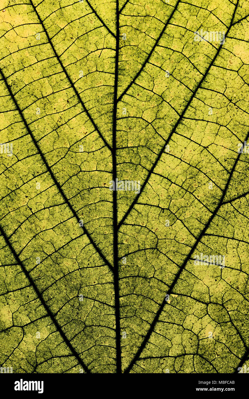 Verschiedene Blätter Oberflächenstruktur Makro Nahaufnahme der Hintergrundbeleuchtung Stockfoto