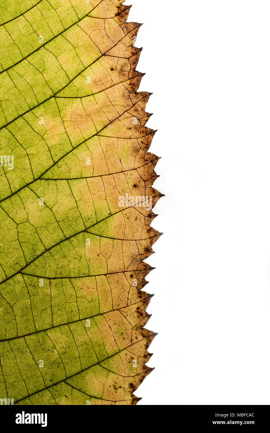 Verschiedene Blätter Oberflächenstruktur Makro Nahaufnahme der Hintergrundbeleuchtung Stockfoto