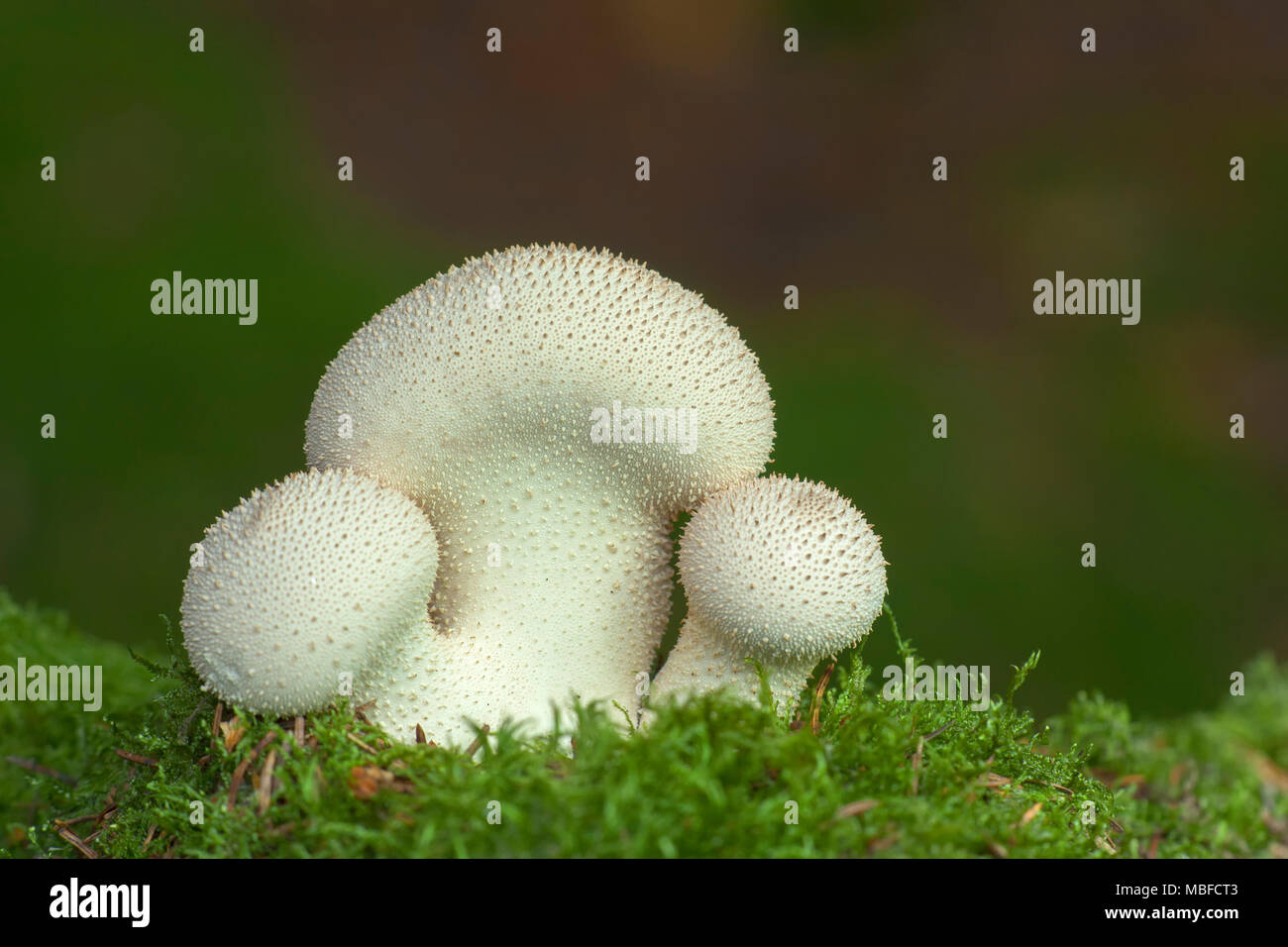 Gemeinsame Puffball Pilz (Lycoperdon perlatum) wachsen auf Waldboden. Tipperary, Irland Stockfoto