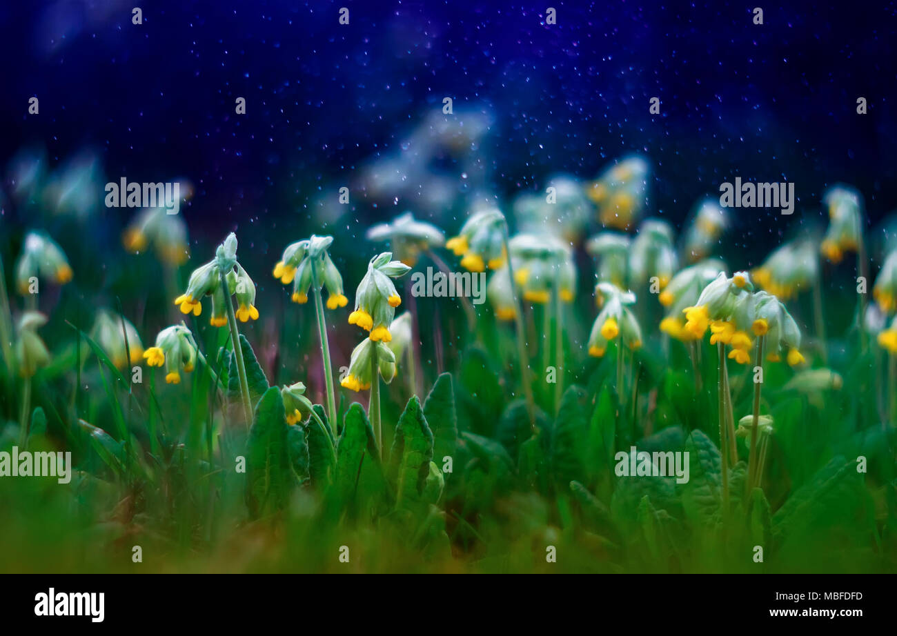 Schön früh frischen gelben Blumen primrose wachsen auf Frühling grüne Wiese vor dem Hintergrund der herrlichen blauen Himmel Stockfoto