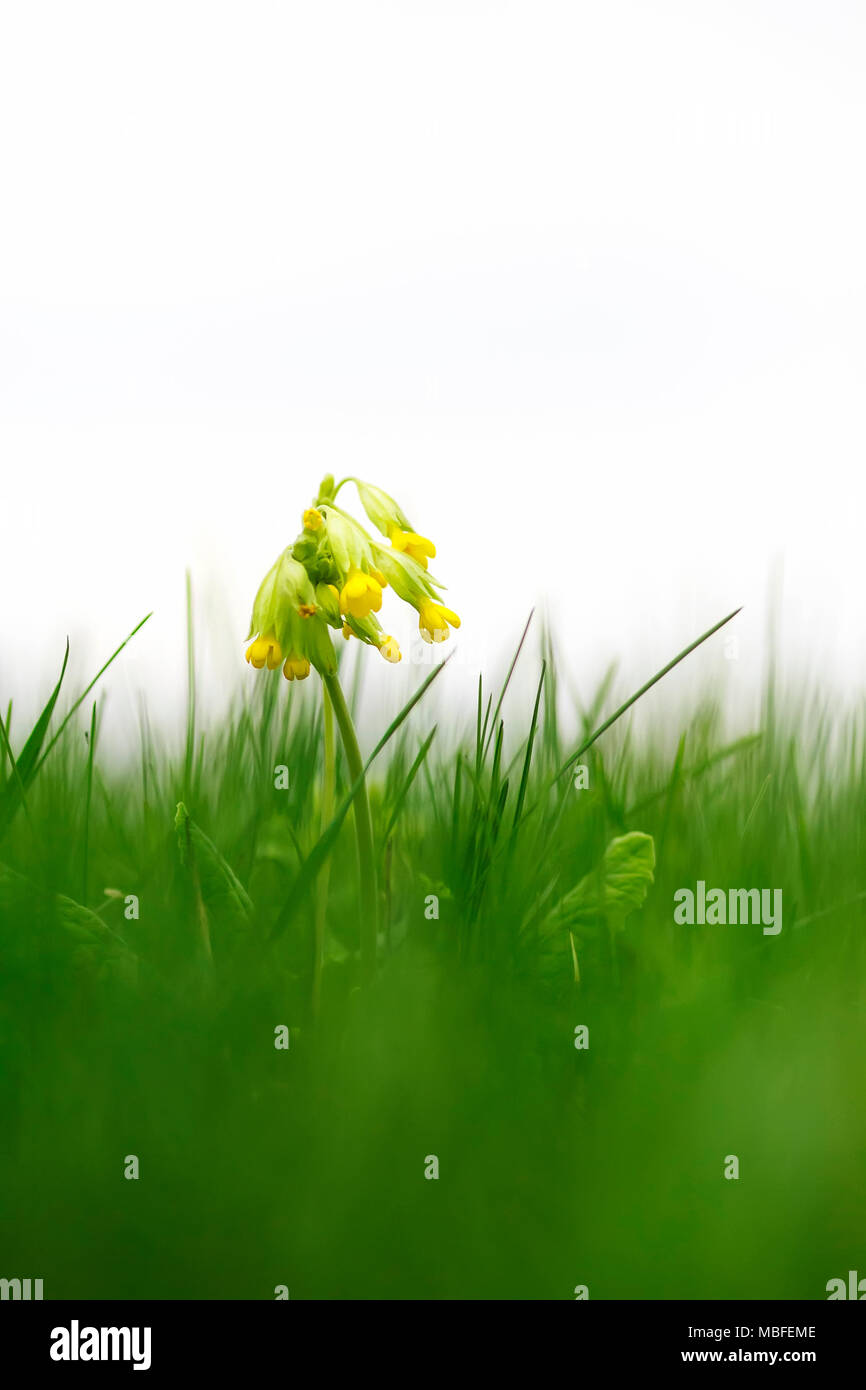 Schön früh frischen gelben Blumen primrose wachsen unter grünen Gras auf weißem Hintergrund Stockfoto