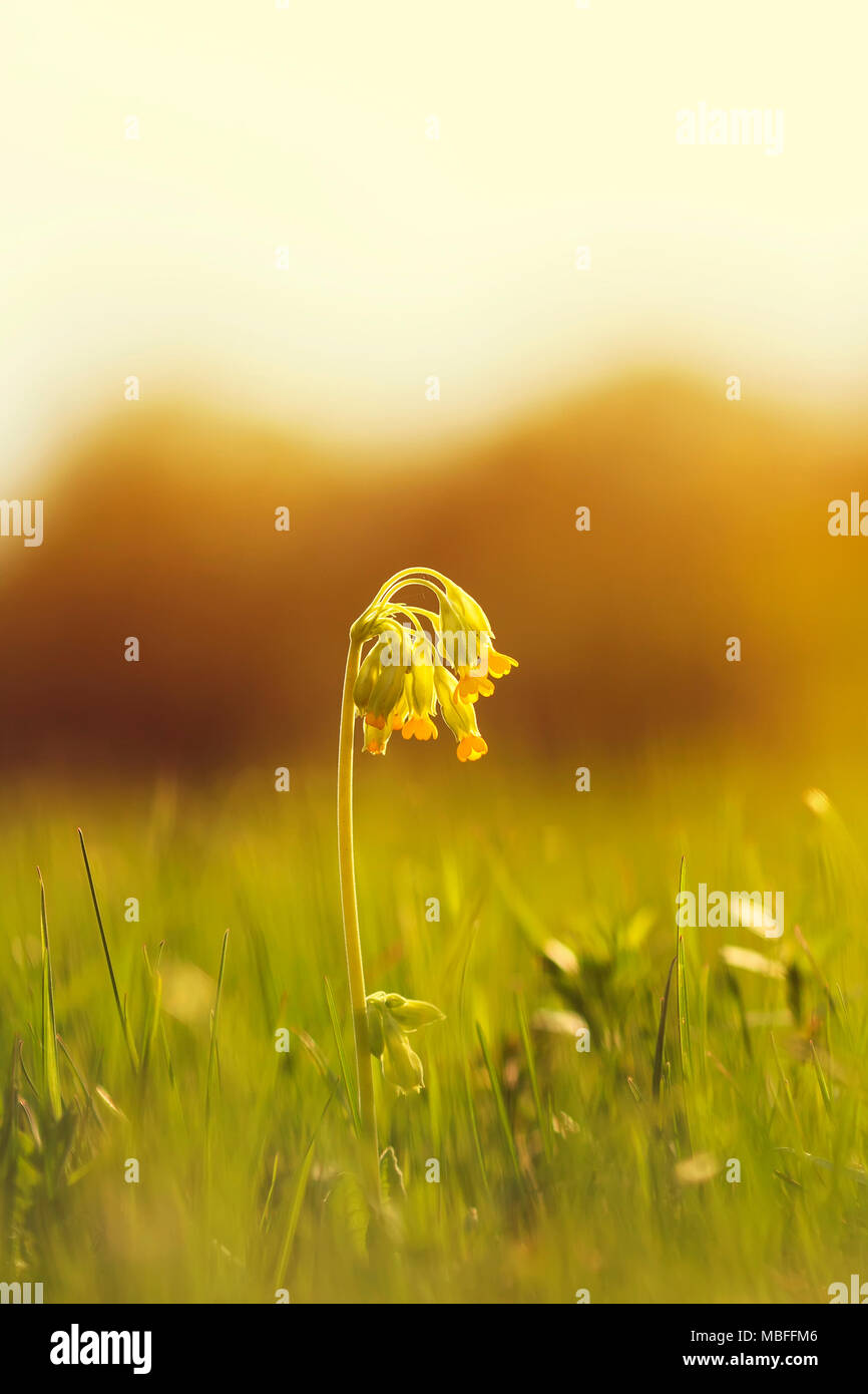 Schön früh frischen gelben Blumen primrose wachsen auf Frühling grüne Wiese an hellen, sonnigen Dawn Stockfoto