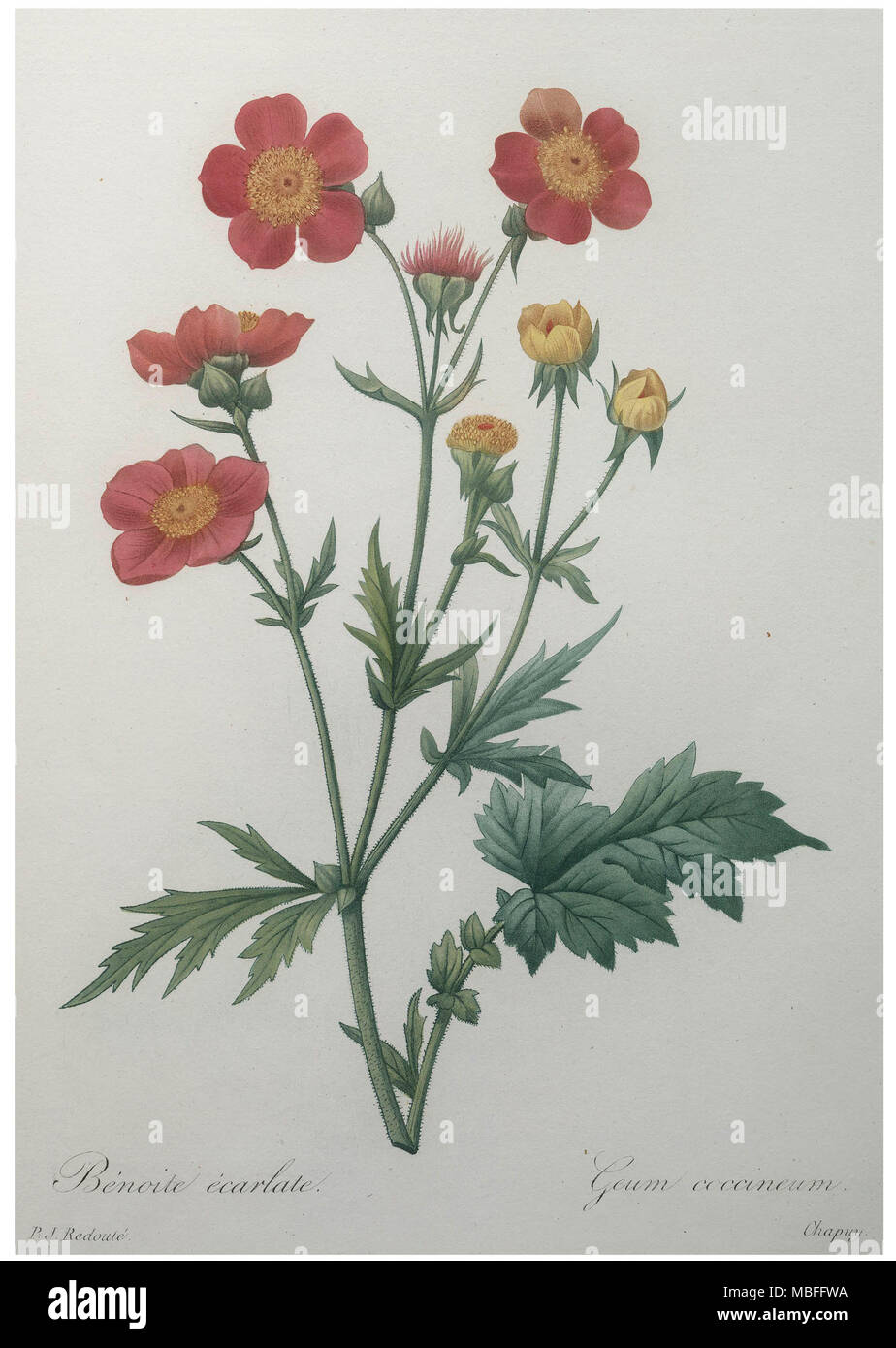 Scarlet Avens Stockfoto