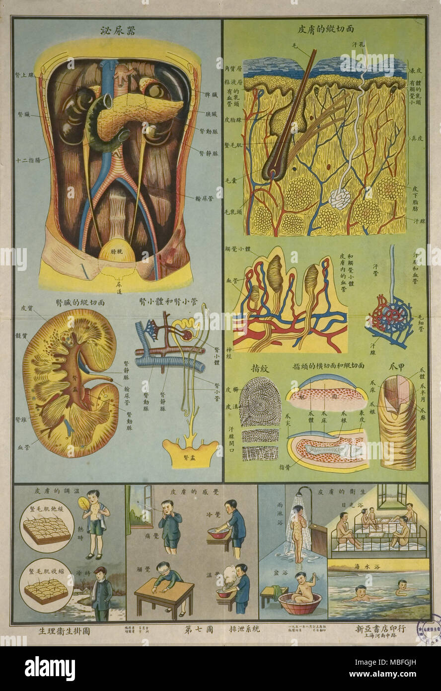 Anatomie der Haut Stockfoto