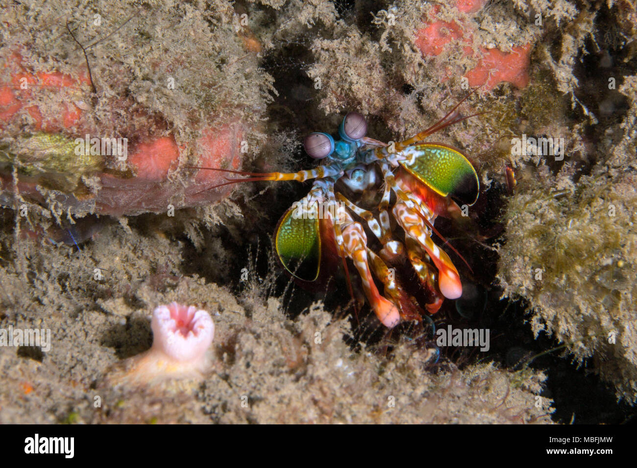 Der Pfau Mantis Shrimp (Odontodactylus scyllarus). Bild wurde in der Banda Sea, Ambon, West Papua, Indonesien Stockfoto