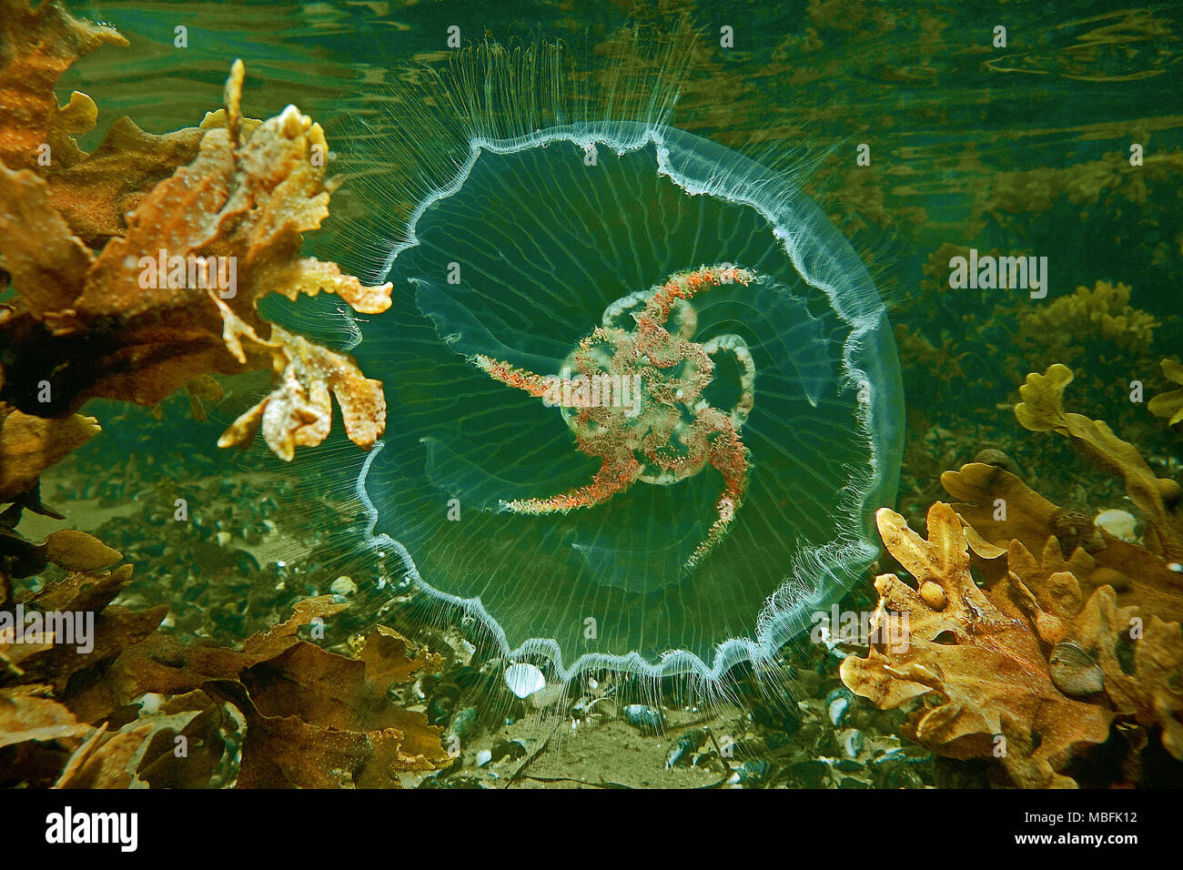 Ohrenqualle (Aurelia aurita) auch Mond-Qualle genannt, Ostsee, Deutschland | Moon Jelly (Aurelia aurita), Ostsee, Deutschland Stockfoto