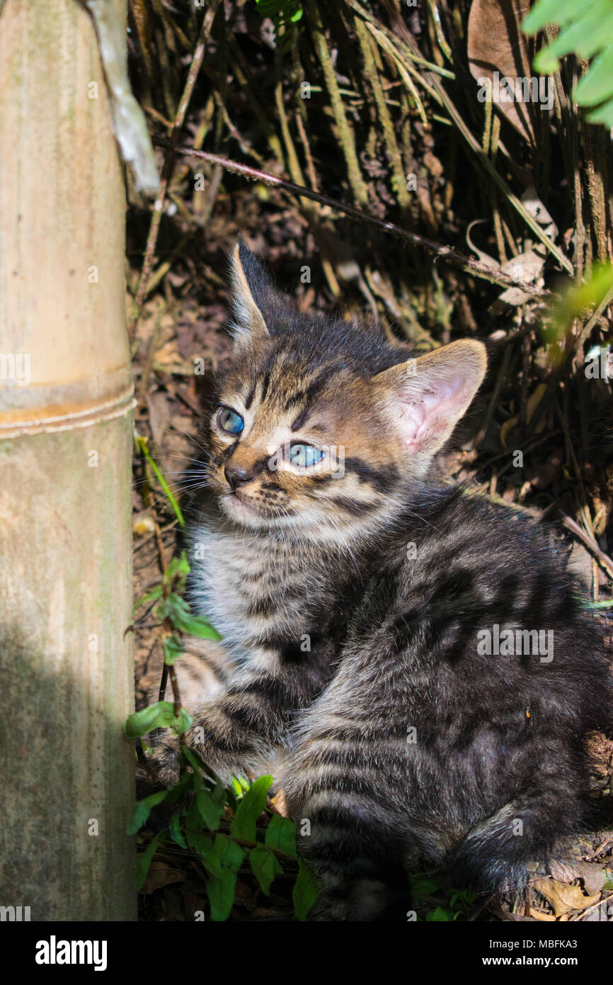 Cute Kitten mit lustigen Gesicht Stockfoto