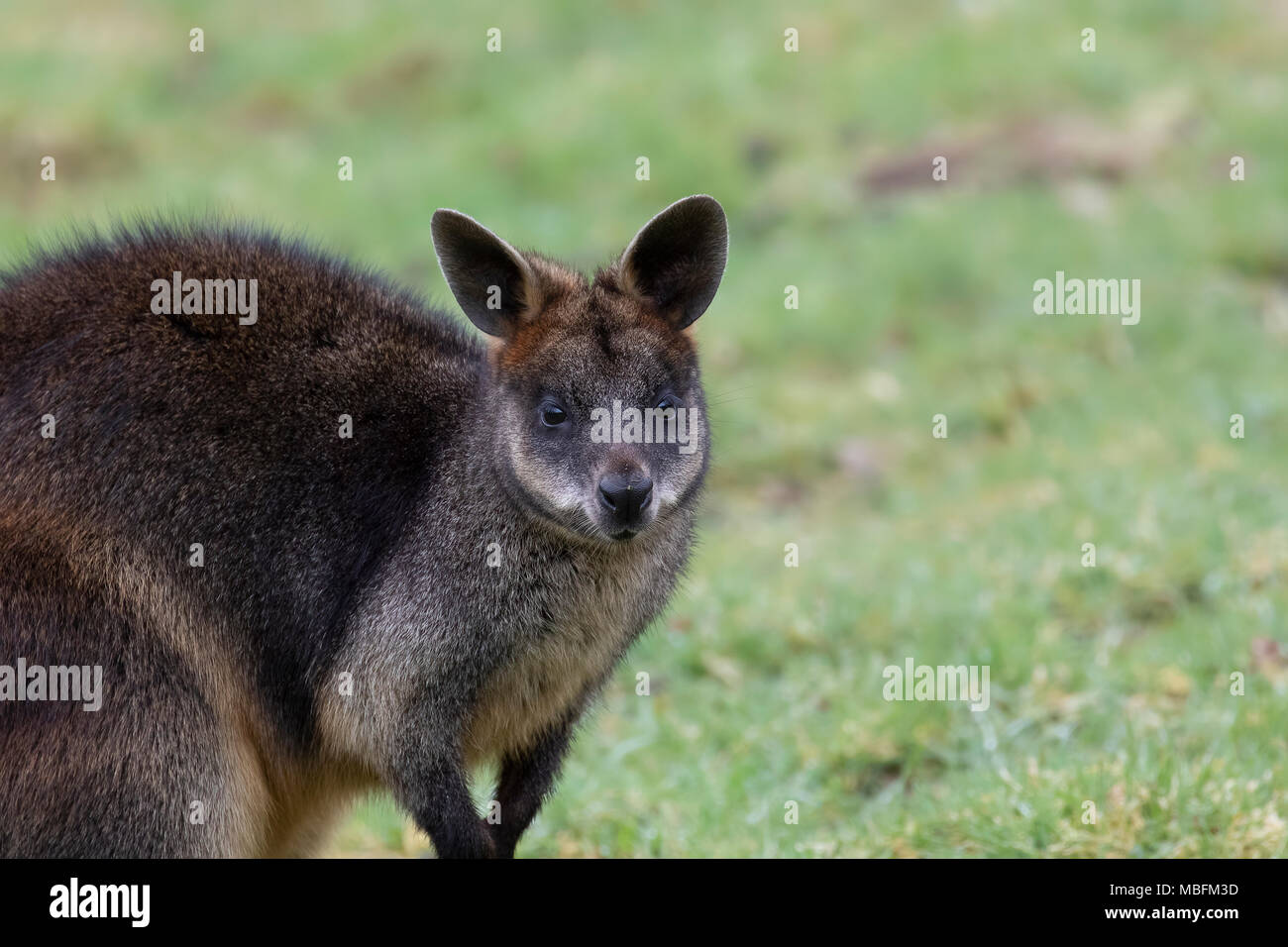 Wallaby Sumpf, Wallabia bicolor, Leiter Porträts beim Füttern auf Gras in einem Feld Stockfoto