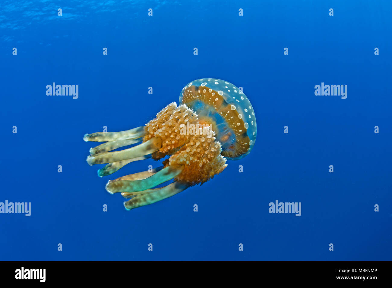 (Mastigias-Schirmqualle Mastigias Papua), Palau, Mikronesien | Mastigias jellyfish (mastigias Papua), Palau, Mikronesien Stockfoto