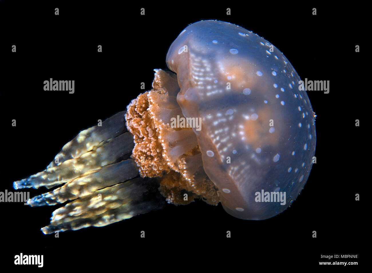 (Mastigias-Schirmqualle Mastigias Papua), Palau, Mikronesien | Mastigias jellyfish (mastigias Papua), Palau, Mikronesien Stockfoto