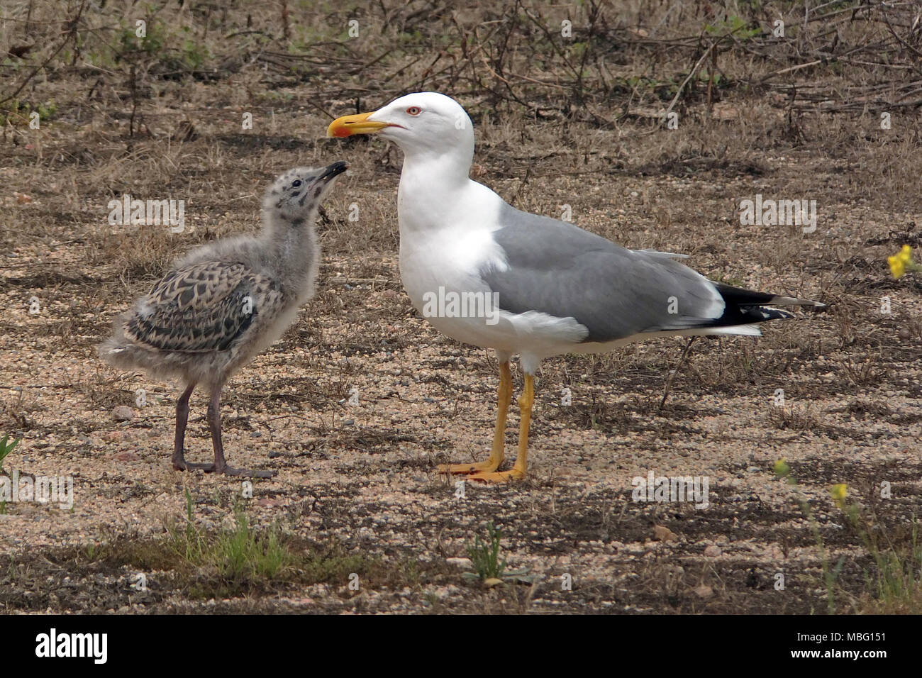 Erwachsenen und Jugendlichen Gelb legged Gull Stockfoto