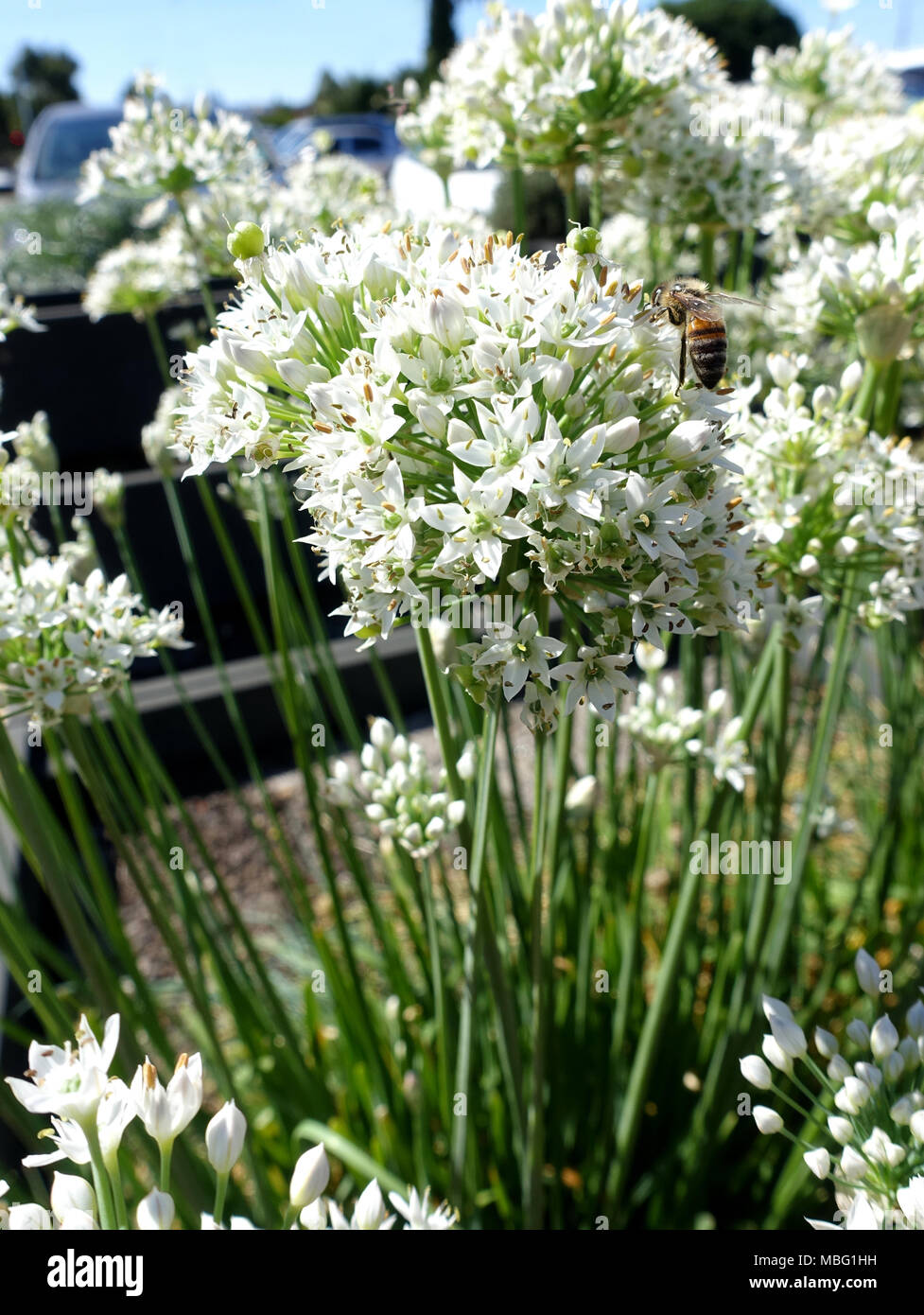 Nahaufnahme der Blüte Knoblauch Schnittlauch - Allium tuberosum Stockfoto