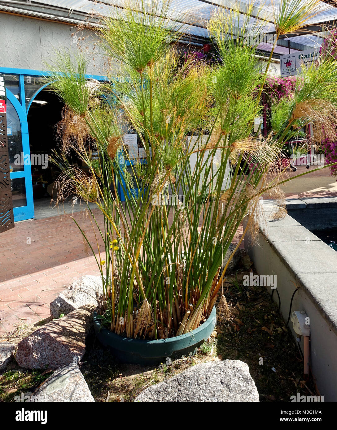 Papyrus King Tut dekorative Gras Stockfoto