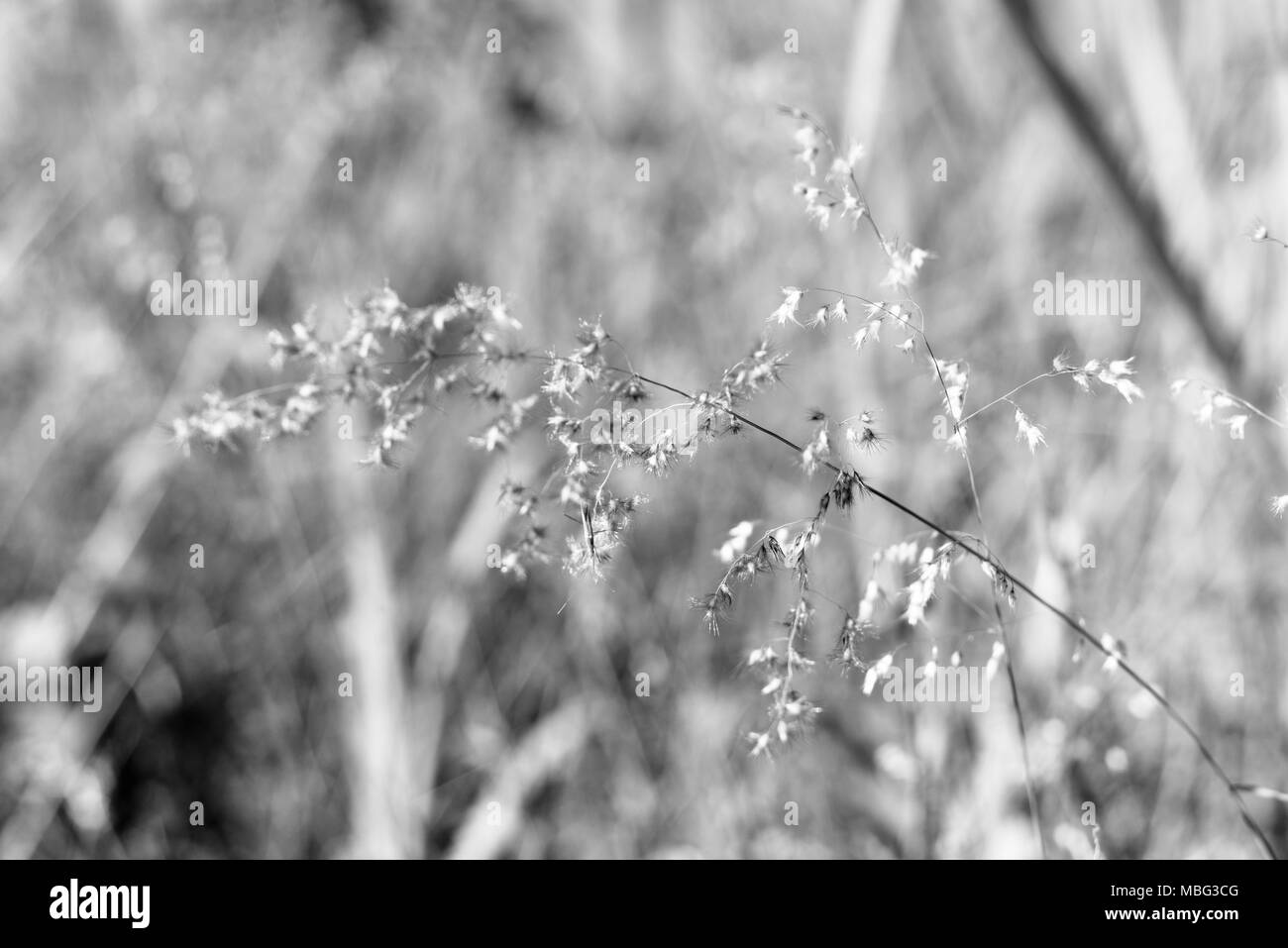 Townsville Stadt gemeinsame Conservation Park, Pallarenda, QLD, Australien Stockfoto