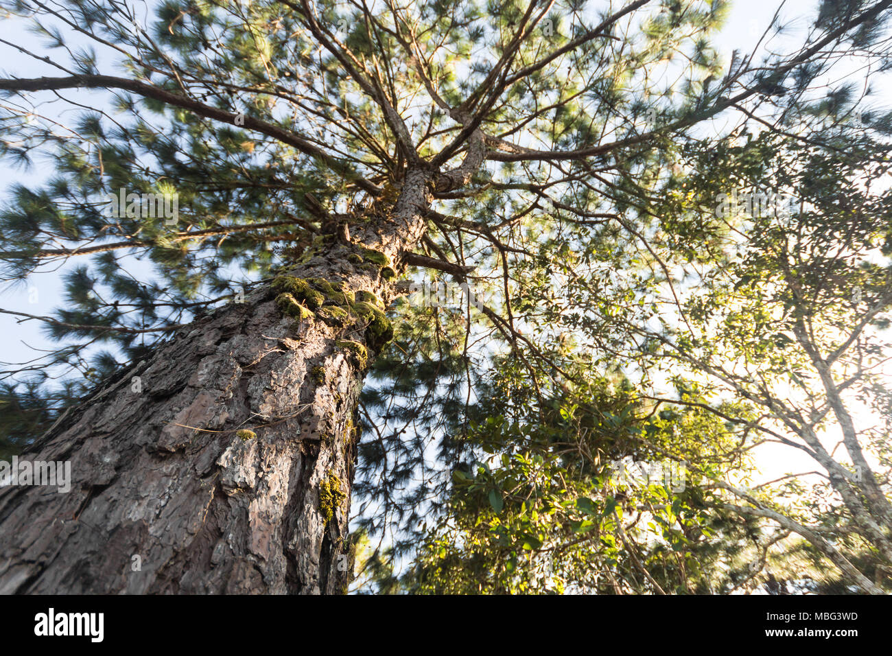 Pine Tree und Sonnenlicht im Phu Rua, Loei, Thailand. Ant. Stockfoto