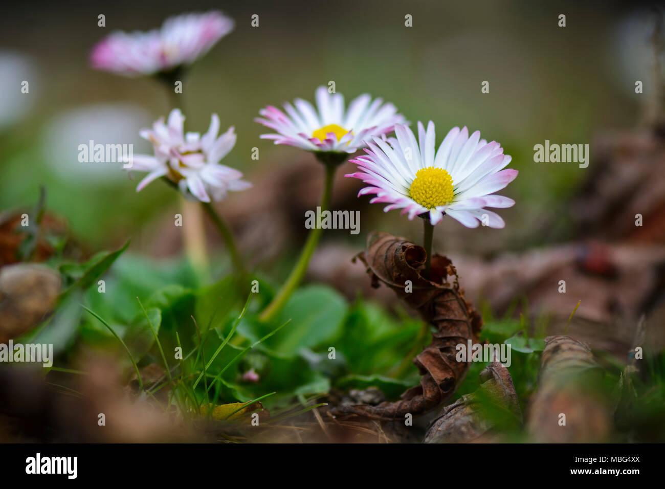 Daisy Flower auf dem Feld mit dem Tod treibt, Nahaufnahme Stockfoto
