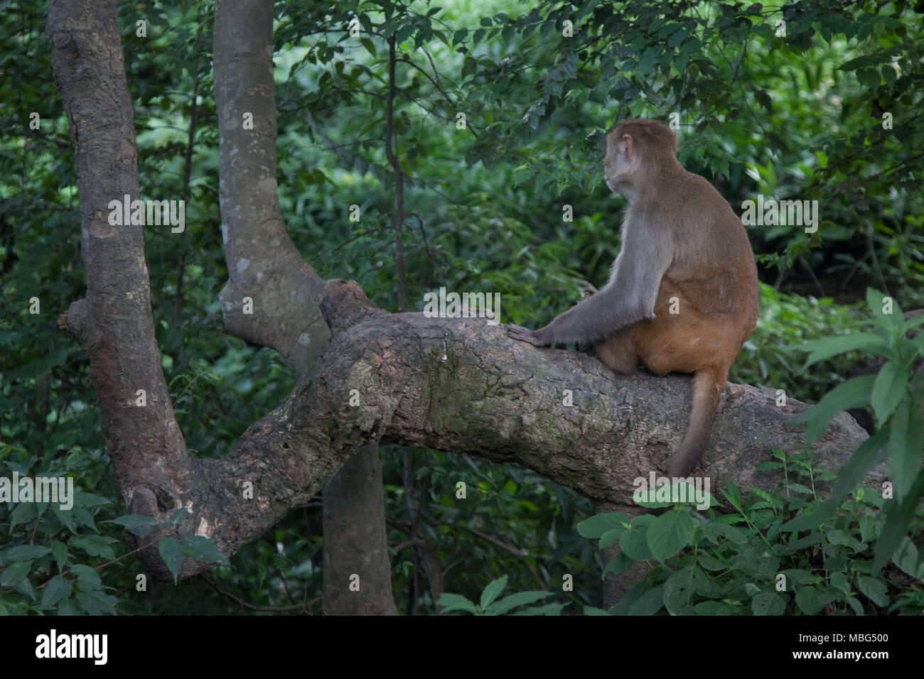 Nach Monkey Stockfoto